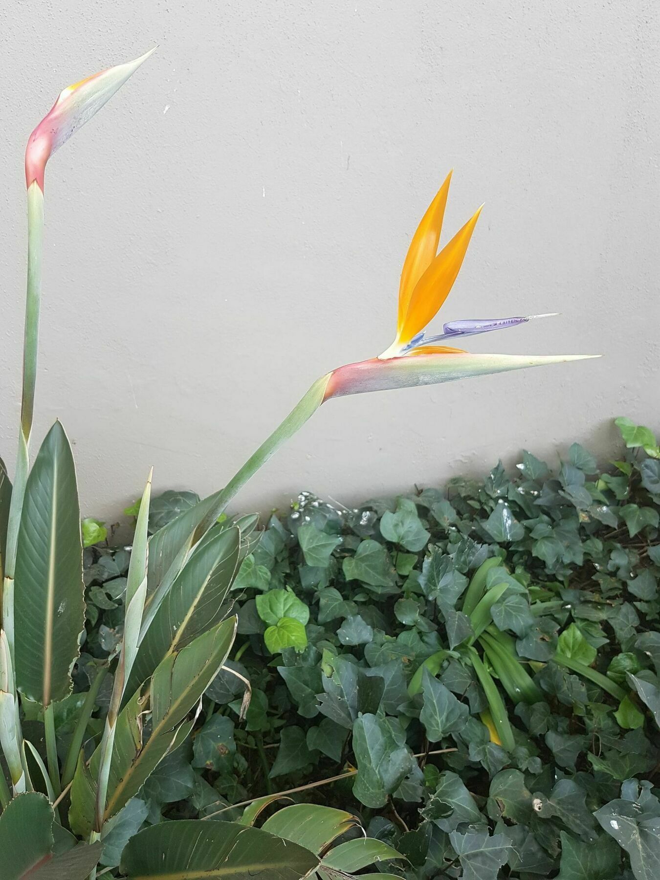 Blue Sparrow Guest House Middelburg  Εξωτερικό φωτογραφία
